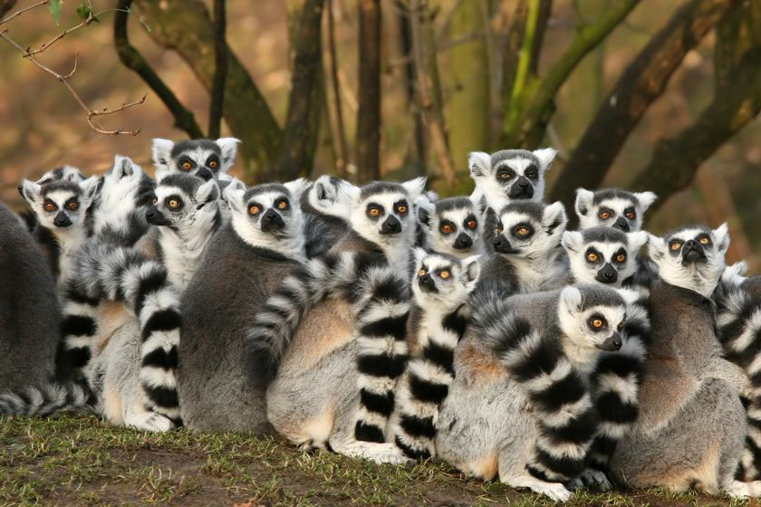 lemuriens